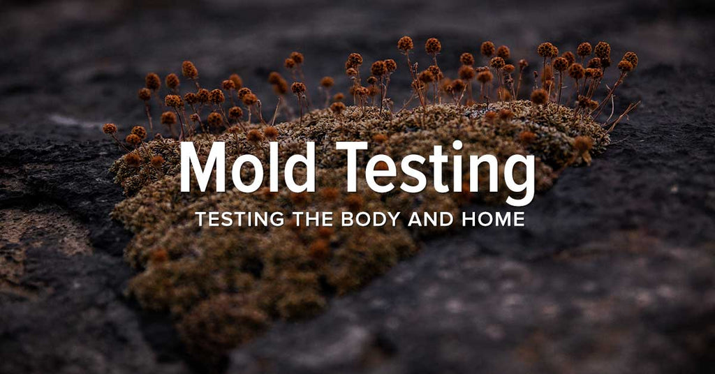 Understanding and Testing for Mold Toxicity