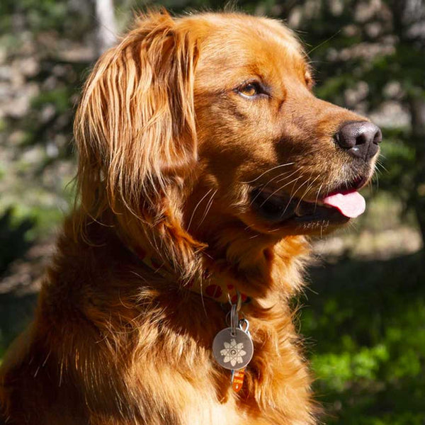 EMF Harmonizer Pet Tag
