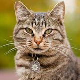 EMF Harmonizer Pet Tag